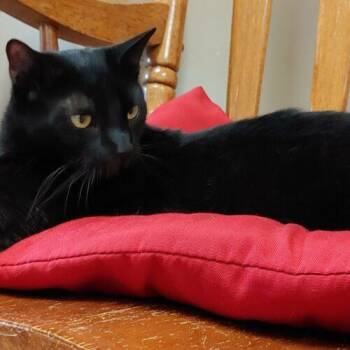 Domestic Short Hair Cats Available for Adoption in Frankfort, Kentucky - Cola 4240C | PetCurious