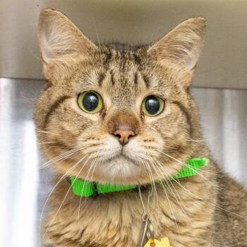 MANNY -  Domestic Short Hair Cat for Adoption in St. Louis, Missouri - MANNY | PetCurious