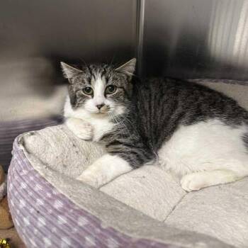 Domestic Short Hair Cats Available for Adoption - Dusty | PetCurious