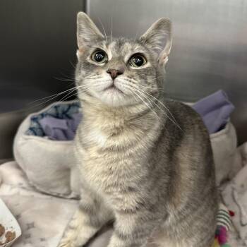 Domestic Short Hair Cats Available for Adoption - Dumpling | PetCurious