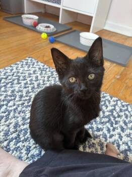 Camille (FCID# 07/20/26-556 Brandywine PS event) C -  Domestic Short Hair Cat for Adoption in Greenville, Delaware - Camille (FCID# 07/20/26-556 Brandywine PS Event) C | PetCurious
