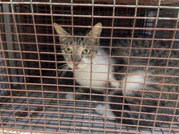 APPLE DUMPLING -  Domestic Short Hair Cat for Adoption in Houston, Texas - APPLE DUMPLING | PetCurious