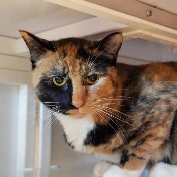 Rescue Domestic Short Hair Cats for Adoption in Santa Fe, New Mexico - Lamy | PetCurious