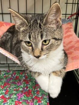 Rescue Domestic Short Hair Cats for Adoption in Lunenburg, Massachusetts - Flower | PetCurious