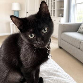 Lingonberry -  Domestic Short Hair Cat for Adoption in Richmond, Virginia - Lingonberry | PetCurious
