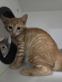 Schmidt -  Domestic Short Hair Cat for Adoption in Savannah, Georgia - Schmidt | PetCurious