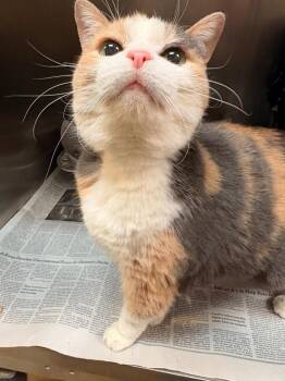 Domestic Short Hair Cats Available for Adoption in Detroit, Michigan - Tabitha | PetCurious