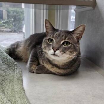 Ramen -  Tabby Cat Available for Adoption in Columbia, South Carolina - Ramen | PetCurious