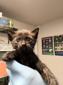 Stem -  Domestic Short Hair Cat for Adoption in Bolivar, Missouri - Stem | PetCurious