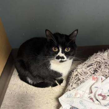 Domestic Short Hair Cats Available for Adoption - Tater Tot | PetCurious