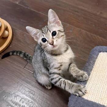 Star -  Domestic Short Hair and Tiger Cat for Adoption in Lake Monroe, Florida - Star | PetCurious