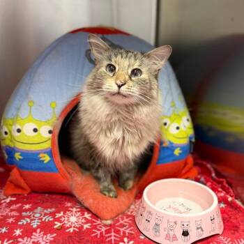 Opal -  Siamese and Domestic Long Hair Cat for Adoption in Portage, Michigan - Opal | PetCurious