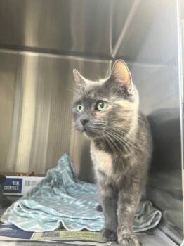 Rescue Domestic Short Hair Cats for Adoption in Tiger, Georgia - Jane | PetCurious