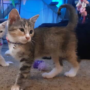 Domestic Short Hair Cats Available for Adoption - Snickers | PetCurious