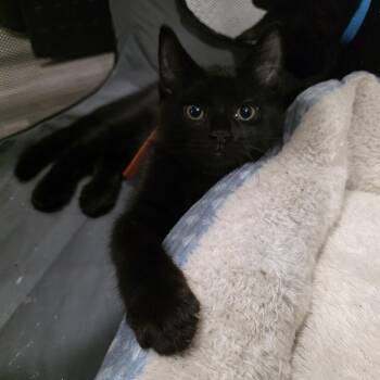 Dream -  Domestic Short Hair Cat Available for Adoption in Mastic, New York - Dream | PetCurious