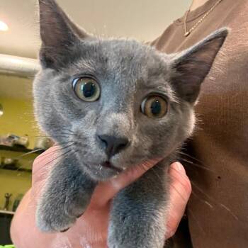 Jumba -  Domestic Short Hair Cat for Adoption in West Des Moines, Iowa - Jumba | PetCurious