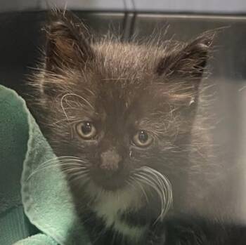 Anthony Bridgerton -  Domestic Medium Hair and Domestic Short Hair Cat for Adoption in Honolulu, Hawaii - Anthony Bridgerton | PetCurious