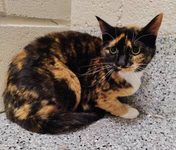Luna -  Domestic Short Hair Cat for Adoption in Fruit Heights, Utah - Luna | PetCurious