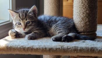 Tabby and Domestic Short Hair Cats Available for Adoption in Buford, Georgia - Dale | PetCurious