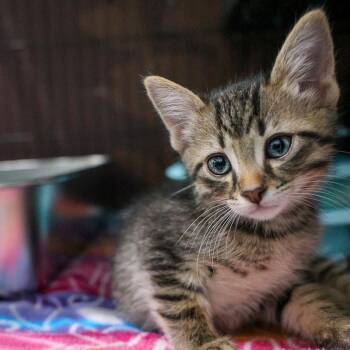 Hawaii -  Domestic Short Hair Cat for Adoption in Bradenton, Florida - Hawaii | PetCurious