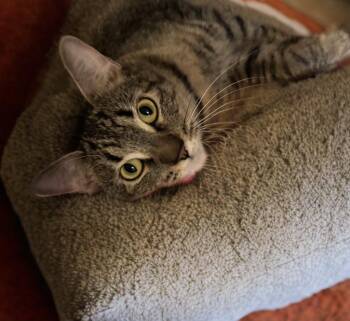 Domestic Short Hair and Tabby Cats Available for Adoption in Gilbert, Arizona - Sadie 2 | PetCurious