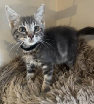 Rescue Domestic Short Hair Cats for Adoption in West Palm Beach, Florida - Dallas | PetCurious