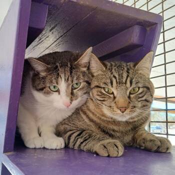 Platypus -  Domestic Short Hair Cat for Adoption in Los Angeles, California - Platypus | PetCurious