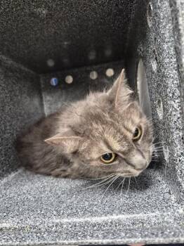 DEB -  Domestic Medium Hair Cat for Adoption - DEB | PetCurious