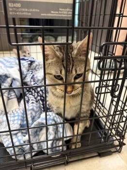 Circus Peanut -  Domestic Short Hair Cat for Adoption in Mobile, Alabama - Circus Peanut | PetCurious