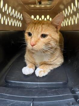 Domestic Short Hair Cats Available for Adoption - Brody | PetCurious