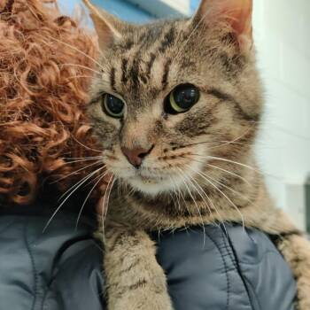 Asher -  Domestic Short Hair Cat for Adoption in Alexandria, Virginia - Asher | PetCurious