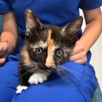 Domestic Short Hair and Domestic Medium Hair Cats Available for Adoption in Englewood, Florida - Hazle | PetCurious
