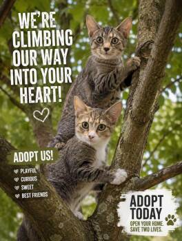 Kittens -  Domestic Short Hair Cat for Adoption in Sunbright, Tennessee - Kittens | PetCurious