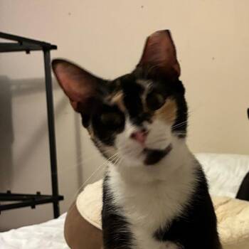 Claire -  Domestic Short Hair Cat for Adoption in Folsom, Louisiana - Claire | PetCurious