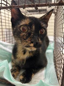 Heyna -  Domestic Short Hair Cat for Adoption in Winder, Georgia - Heyna | PetCurious