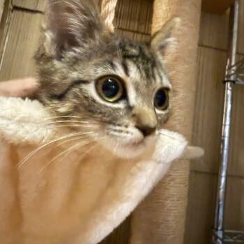 Rescue Domestic Short Hair Cats for Adoption in Pasadena, Maryland - Sasha | PetCurious