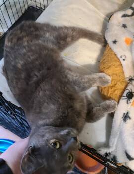 Domestic Short Hair Cats Available for Adoption in Crossville, Tennessee - Elawayze | PetCurious