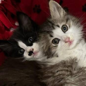 Scrat -  Domestic Long Hair Cat for Adoption in Normal, Illinois - Scrat | PetCurious