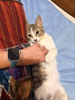 Spree -  Domestic Short Hair Cat for Adoption in Miami, Oklahoma - Spree | PetCurious