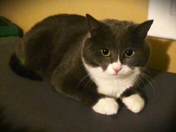 Snooki -  Domestic Short Hair Cat Available for Adoption in Pawtucket, Rhode Island - Snooki | PetCurious