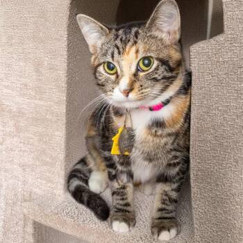 MIA -  Domestic Short Hair Cat for Adoption in St. Louis, Missouri - MIA | PetCurious