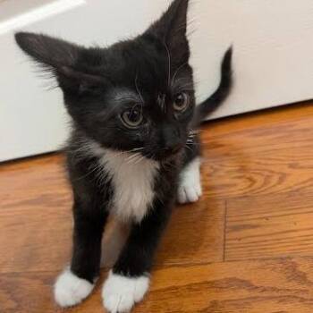 Virginia -  Domestic Short Hair Cat for Adoption in South Elgin, Illinois - Virginia | PetCurious