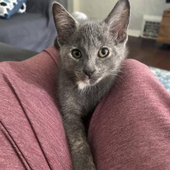 Angora -  Domestic Short Hair Cat for Adoption in St. Louis, Missouri - Angora | PetCurious