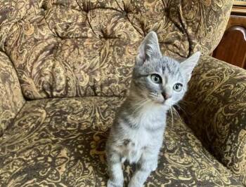 TINY TIM -  Domestic Short Hair Cat for Adoption in Loveland, Colorado - TINY TIM | PetCurious