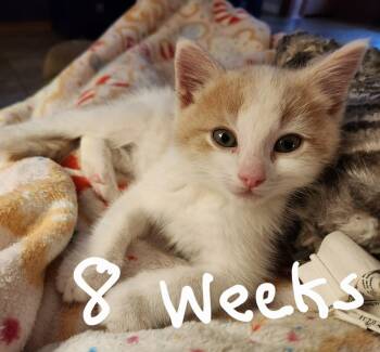 Domestic Short Hair Cats Available for Adoption - Nicky | PetCurious