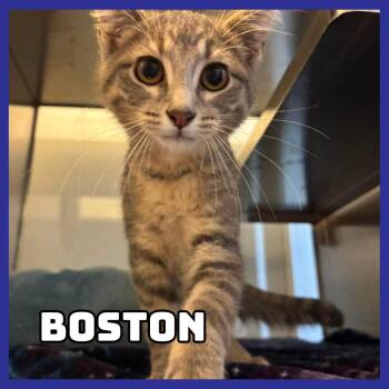 Boston -  Domestic Short Hair Cat for Adoption in Glenwood, Minnesota - Boston | PetCurious