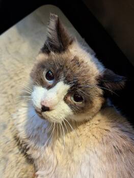 Siamese Cats Available for Adoption in New York, New York - Gaeko | PetCurious
