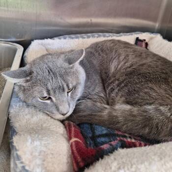 Domestic Short Hair Cats Available for Adoption in Attica, New York - Oliver | PetCurious
