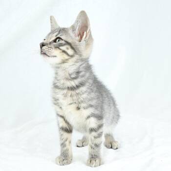 Ash -  Domestic Short Hair Cat for Adoption in Mobile, Alabama - Ash | PetCurious