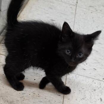 American Shorthair Cats Available for Adoption in Melrose, Florida - Ice Cream | PetCurious